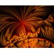 PRINT FRACTAL ART Exploding Star